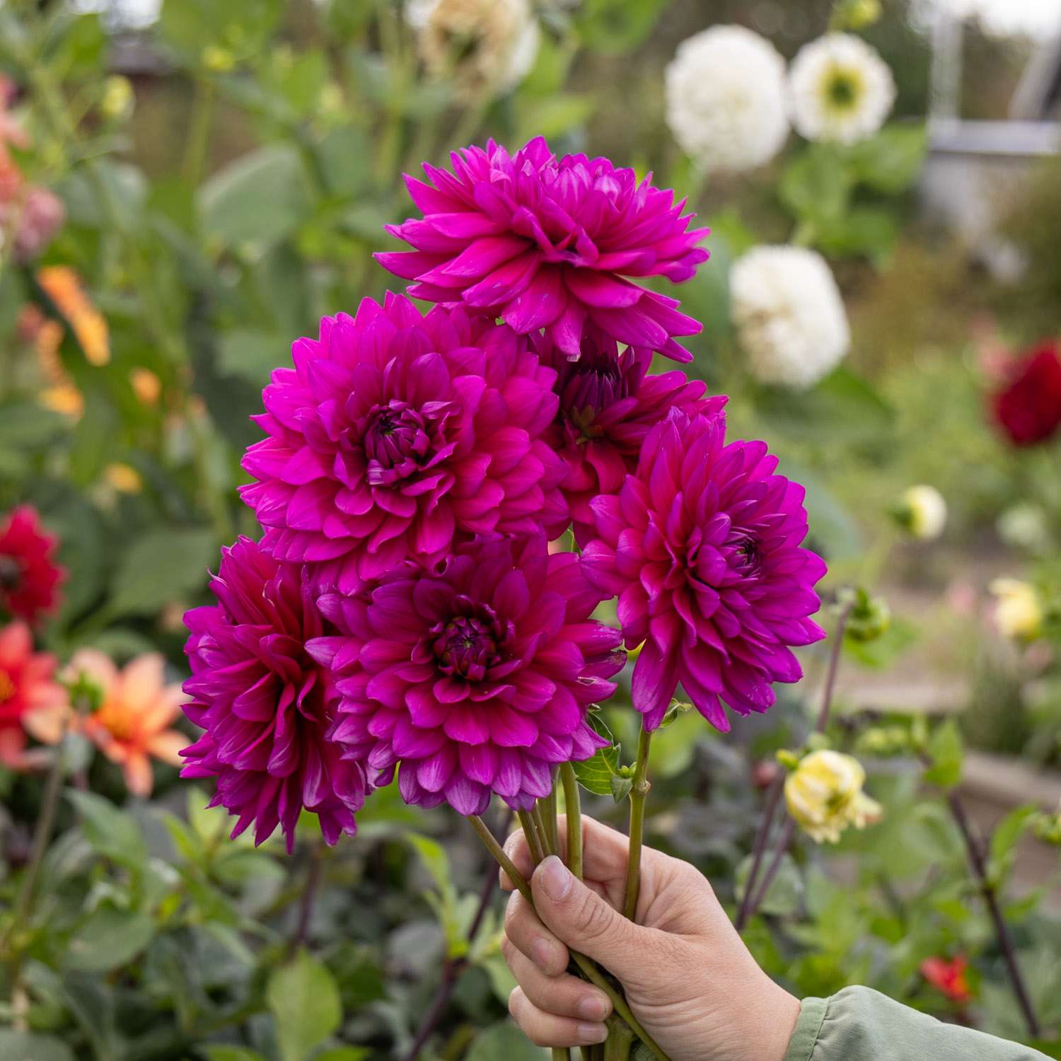 Dahlia 'Berner Oberland'